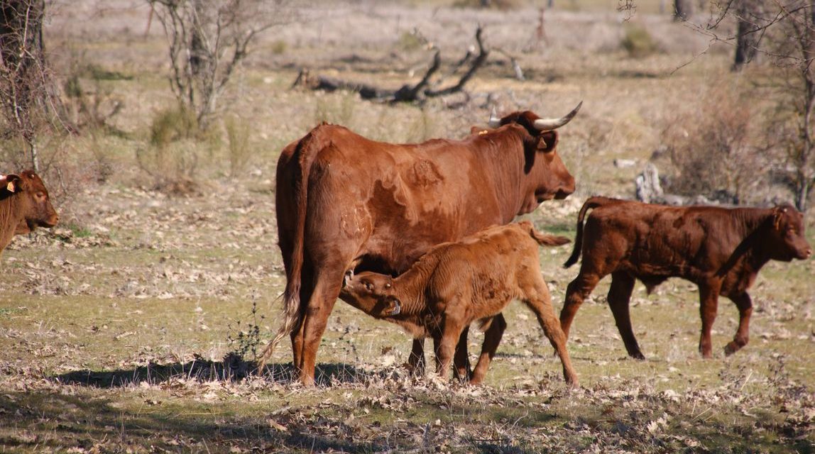 La Junta abona más de 7,5 millones para ayudar al mantenimiento de vacas nodrizas y al vacuno de carne y leche