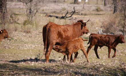 La Junta abona más de 7,5 millones para ayudar al mantenimiento de vacas nodrizas y al vacuno de carne y leche