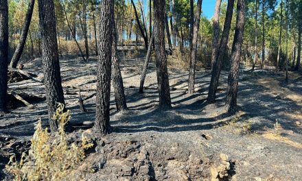 El 71% de la zona quemada en el incendio de Las Hurdes y Sierra de Gata era bosque