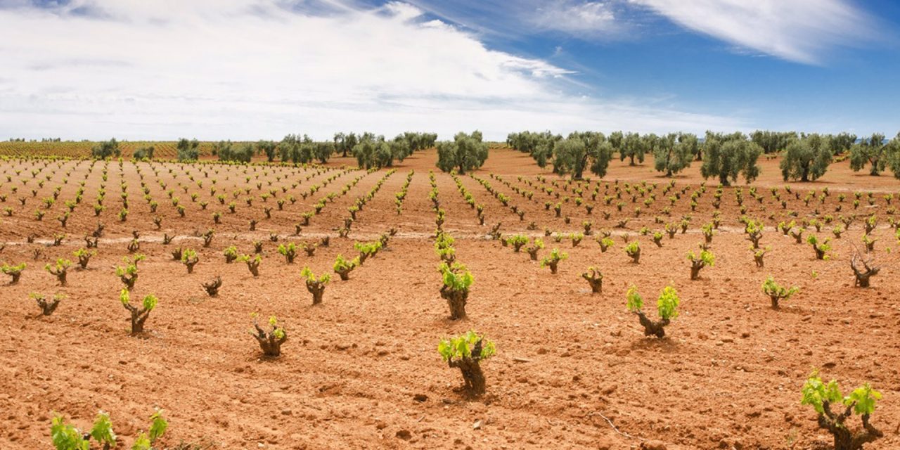 La Junta de Extremadura pide formalmente la destilación de crisis que inyectaría 1,3 millones en el sector vitivinícola
