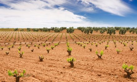 La Junta de Extremadura pide formalmente la destilación de crisis que inyectaría 1,3 millones en el sector vitivinícola