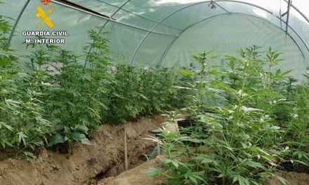 Detenido por tener más de cien plantas de marihuana en el patio de su casa
