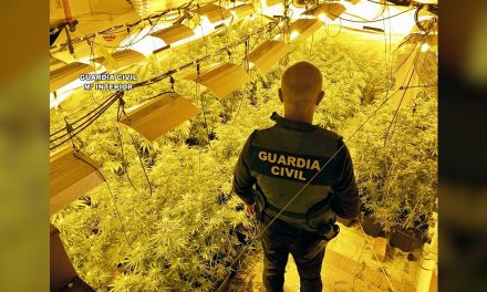 Tres detenidos por cultivar más de 930 plantas de marihuana con enganches ilegales a la luz