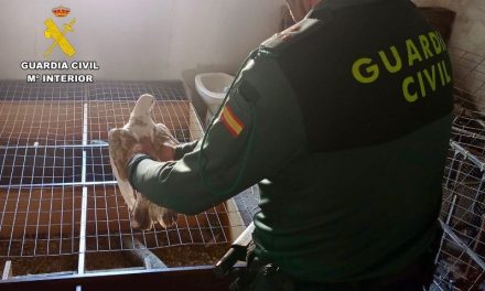 Roban 15 palomas valoradas en 7.000 euros e intentan venderlas en una tienda de Cáceres