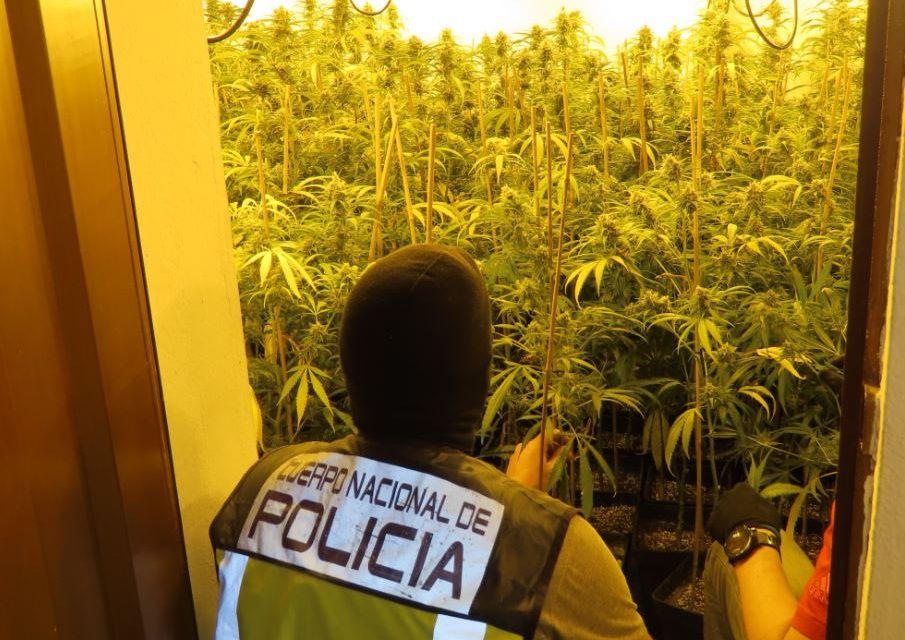 Un fuerte olor a marihuana permite desmantelar una plantación «indoor»
