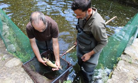 El Centro de Salmónidos del Jerte consigue reproducir peces salvajes