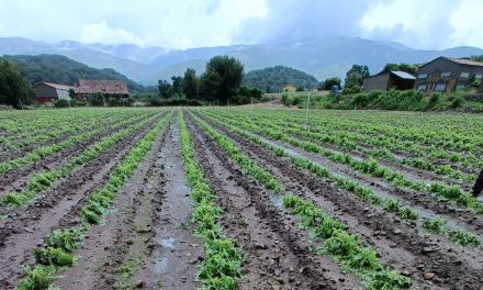 El granizo causa estragos en las plantaciones de tabaco de Losar, Aldeanueva y Jaraíz de la Vera