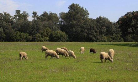 El pastoreo controlado con ganado ovino se podrá realizar hasta el 30 de junio