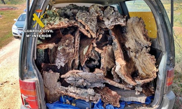 Operación Golden Saxum: 24 investigados por el robo de corcha en Extremadura