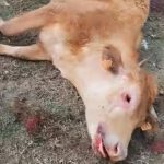 El video de unos buitres que matan en Cilleros a una vaca parturienta y a su ternero