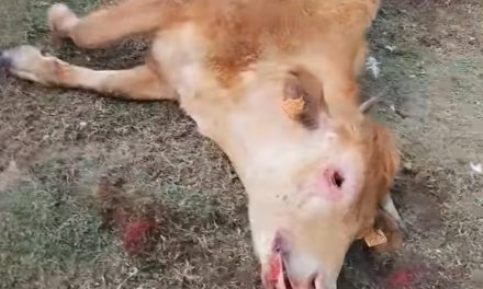 El video de unos buitres que matan en Cilleros a una vaca parturienta y a su ternero