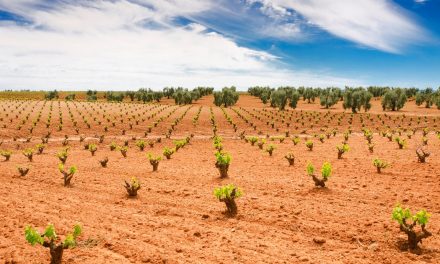Extremadura recibirá 12,2 millones de euros para la reestructuración y reconversión del viñedo