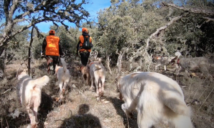 Los rehaleros piden a los políticos que apoyen la caza mayor con perros en España