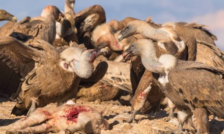 VIDEO: Un grupo de buitres ataca a tres terneros, una vaca y varias ovejas en Extremadura
