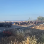 VIDEO: Mueren 19 cerdos al volcar el camión en el que eran transportados