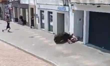 Cuatro heridos, uno de ellos por asta de toro, en el encierro celebrado en Coria
