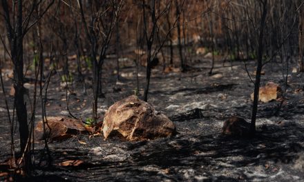 Fedexcaza pide que se recuperen los recursos cinegéticos tras los incendios de Sierra de Gata y Hurdes