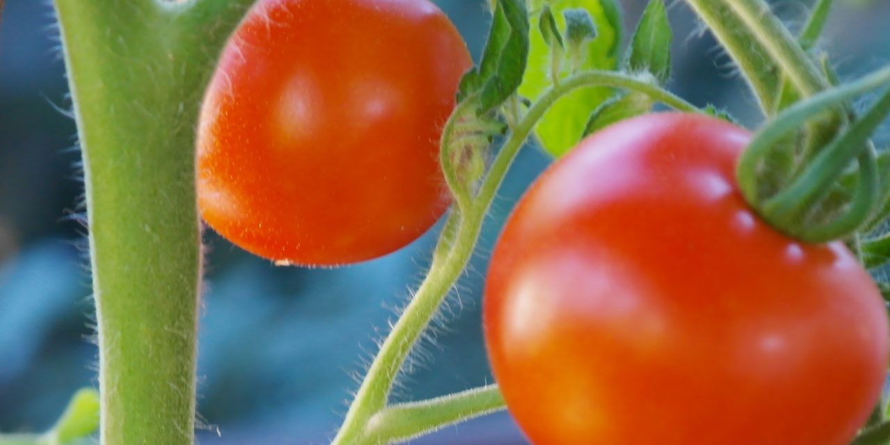 Alertan de la entrada en España de tomate procedente de Marruecos
