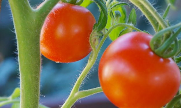 Alertan de la entrada en España de tomate procedente de Marruecos