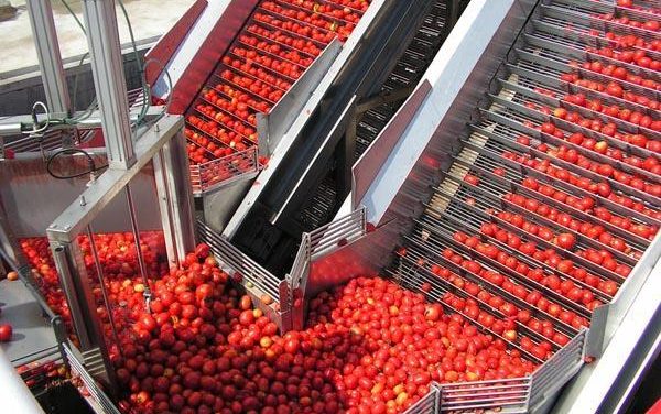 Apis duplica la recogida de tomate y llega a los 90 millones de kilos por temporada