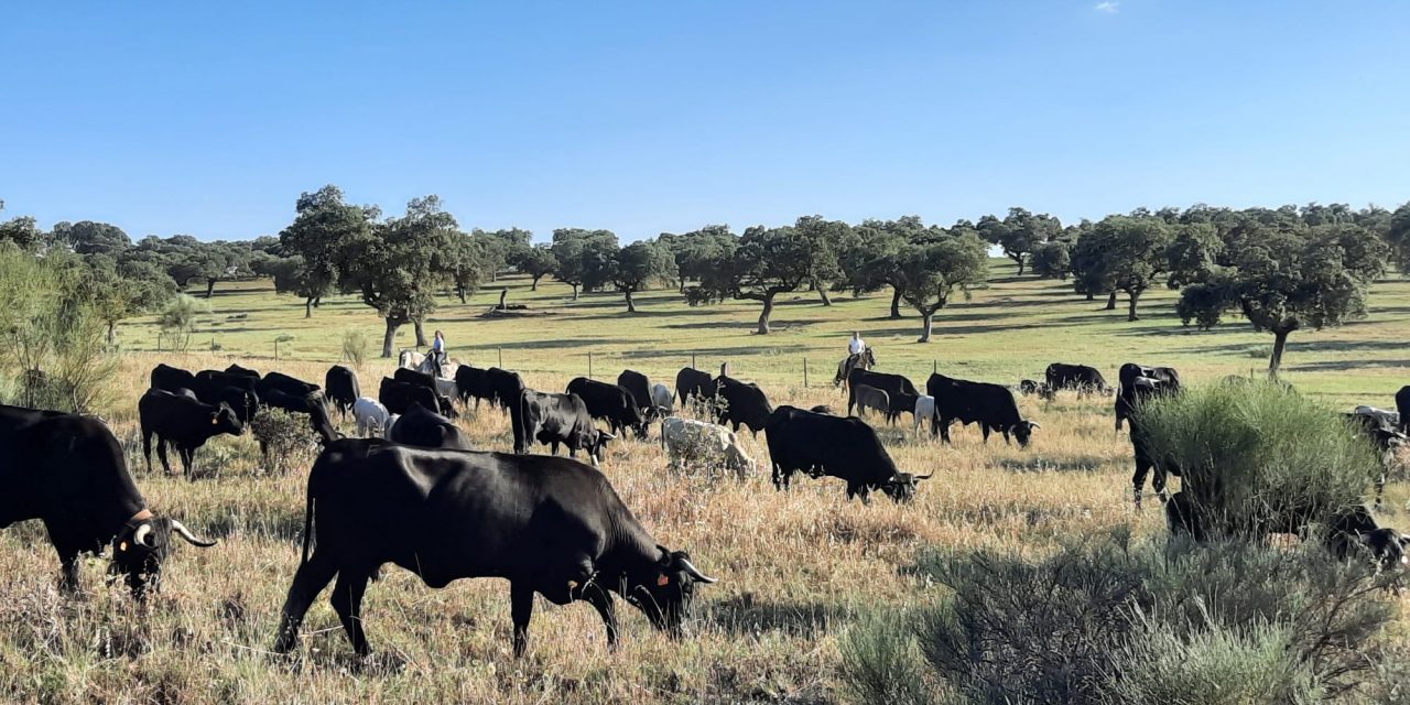 Alumnas del centro del medio rural de Moraleja hacen una ruta trashumante con vacas avileñas