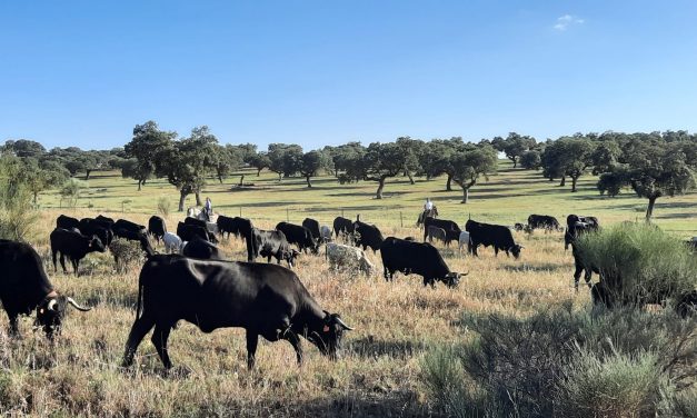 Alumnas del centro del medio rural de Moraleja hacen una ruta trashumante con vacas avileñas