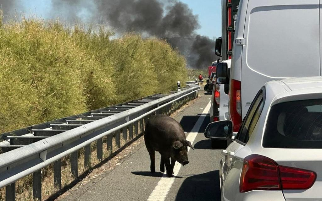 Cortan la A-66 tras incendiarse un camión cargado de cerdos que invadieron la carretera