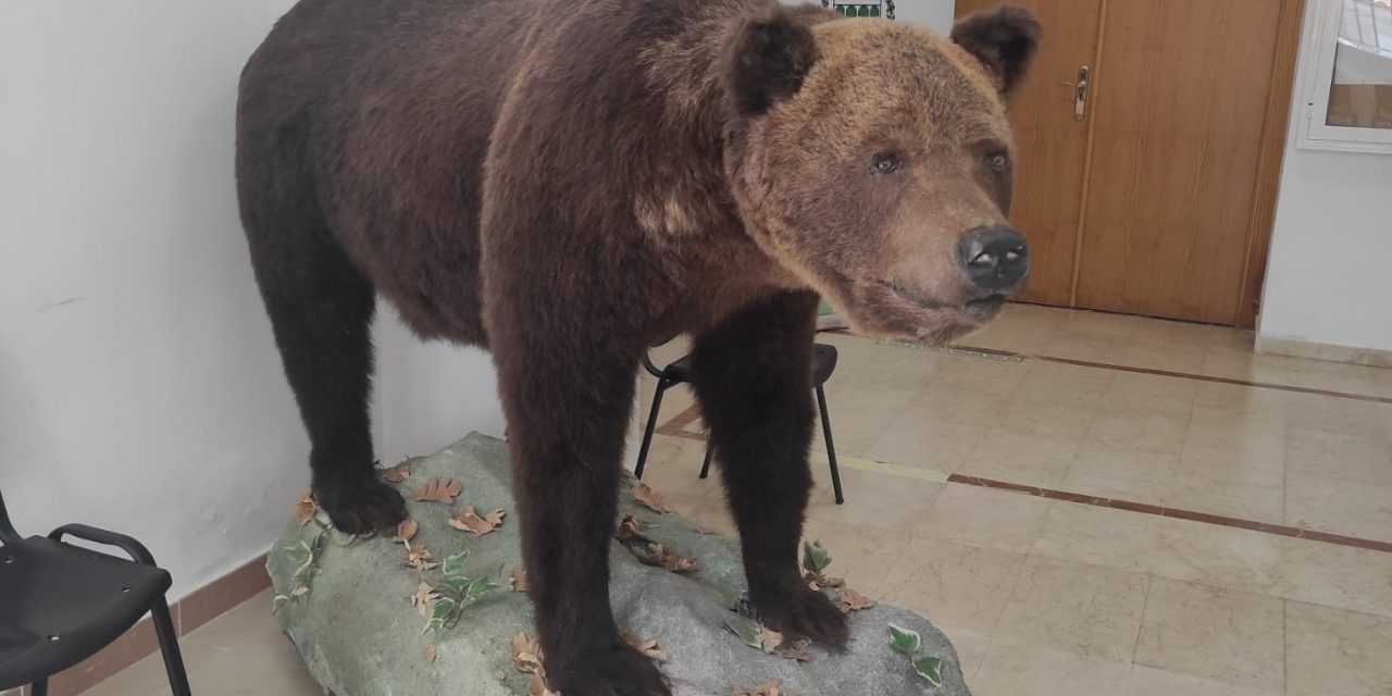 El oso Hércules está expuesto en el Ayuntamiento de Talayuela