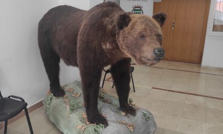 El oso Hércules está expuesto en el Ayuntamiento de Talayuela
