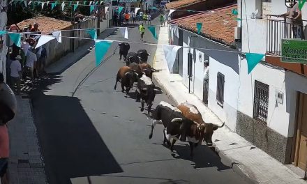 Miles de personas disfrutan en Moraleja de un rápido encierro con 6 toros de El Cubo