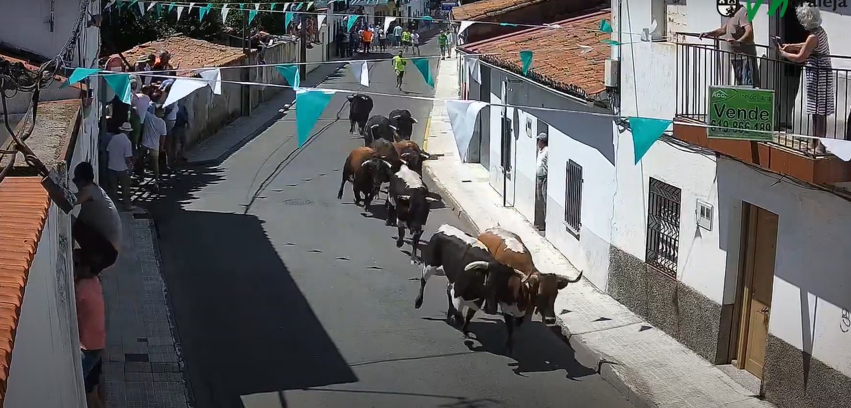 Miles de personas disfrutan en Moraleja de un rápido encierro con 6 toros de El Cubo