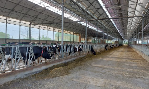 Confirmado en una explotación de ganado de Extremadura un foco de Enfermedad Hemorrágica Epizoótica