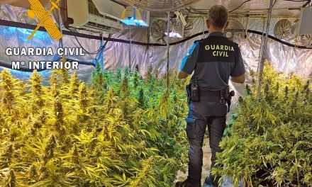 Dos detenidos y desmantelado un cultivo interior con 440 plantas de marihuana