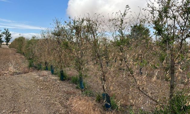 Apag Extremadura Asaja exige ayudas para cultivos permanentes afectados por la sequía y heladas