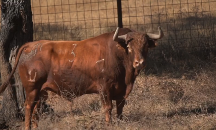 El video de los toros que se soltarán en las Fiestas del Tabaco y el Pimiento de Jaraíz