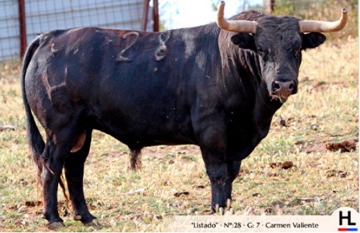 GALERÍA: Estos son los toros que harán vibrar en las calles de Torrejoncillo