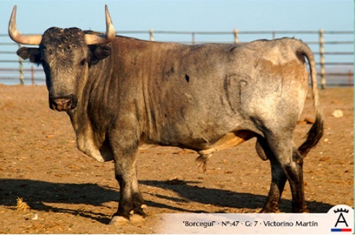 GALERÍA: Estos son los toros que harán vibrar en las calles de Torrejoncillo