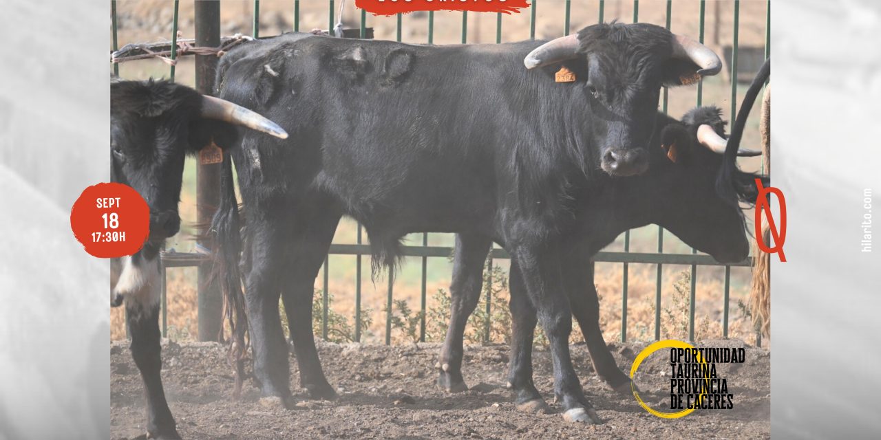 GALERÍA: Estos son los toros que harán disfrutar a los aficionados en Los Cristos de Calzadilla