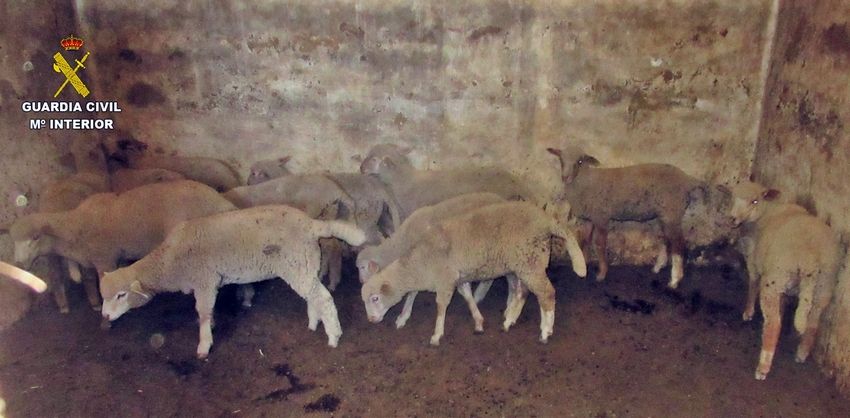 Investigan a un hombre acusado de robar 12 ovejas y 35 cerdos valorados en 5.000 euros