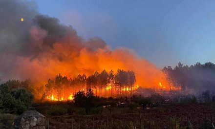 Efectivos del Infoex consiguen frenar un incendio forestal en Perales del Puerto