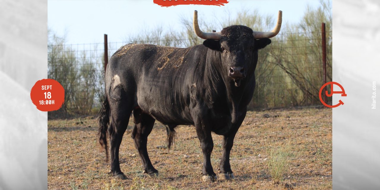 GALERÍA: Estos son los toros que harán disfrutar a los aficionados en Los Cristos de Calzadilla