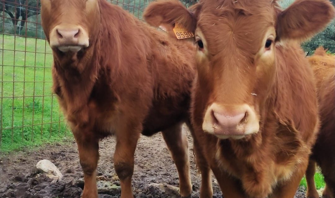 Más de 400 vacas mueren cada día en Extremadura por la enfermedad hemorrágica epizoótica