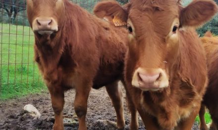 Más de 400 vacas mueren cada día en Extremadura por la enfermedad hemorrágica epizoótica