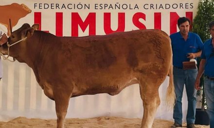 La ganadería Hermanos Ruano de Talayuela logra un primer premio en la Feria de Salamanca