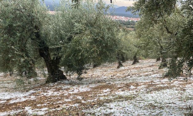 UPA-UCE denuncia que más de 500 ha de olivar han sido afectadas por la DANA en Fuenlabrada de los Montes