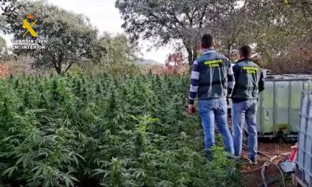 La Guardia Civil desmantela una plantación con más de 2.000 de plantas de marihuana