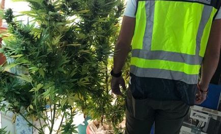 Desarticulan una plantación de marihuana en la que había más de 9 kilos de esta droga