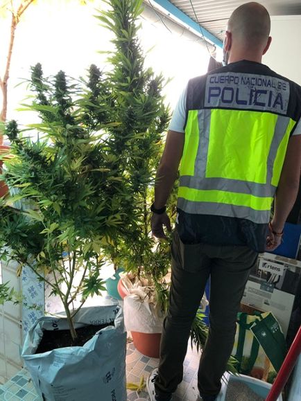 Desarticulan una plantación de marihuana en la que había más de 9 kilos de esta droga