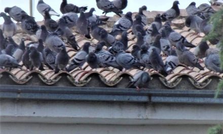 El Ayuntamiento de Zafra quiere dar solución a la masificación de palomas en la ciudad