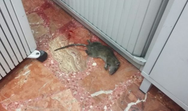 Alerta de la AUGC ante un foco de ratas en las dependencias de la Guardia Civil en Zafra